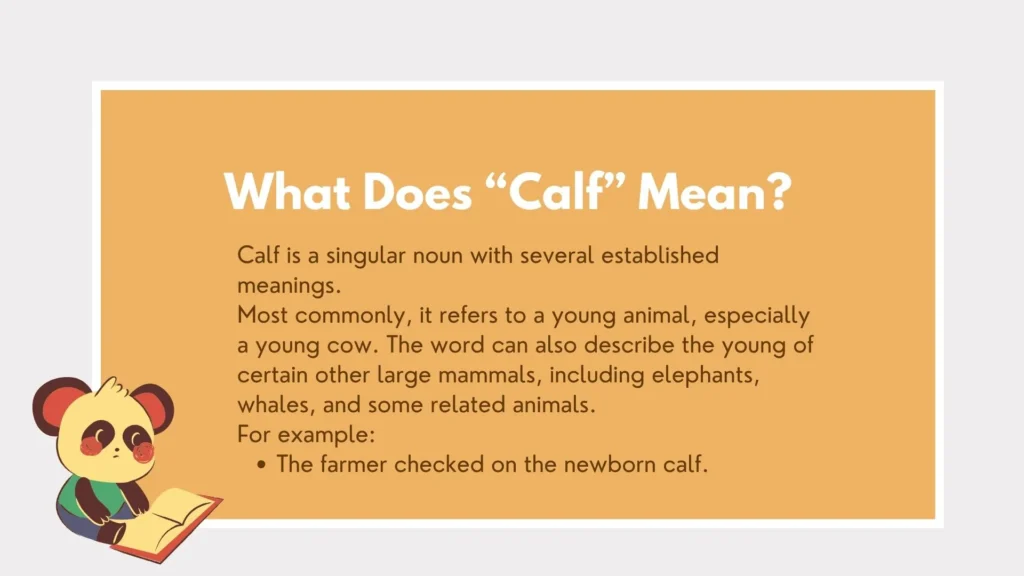 calfs or calves