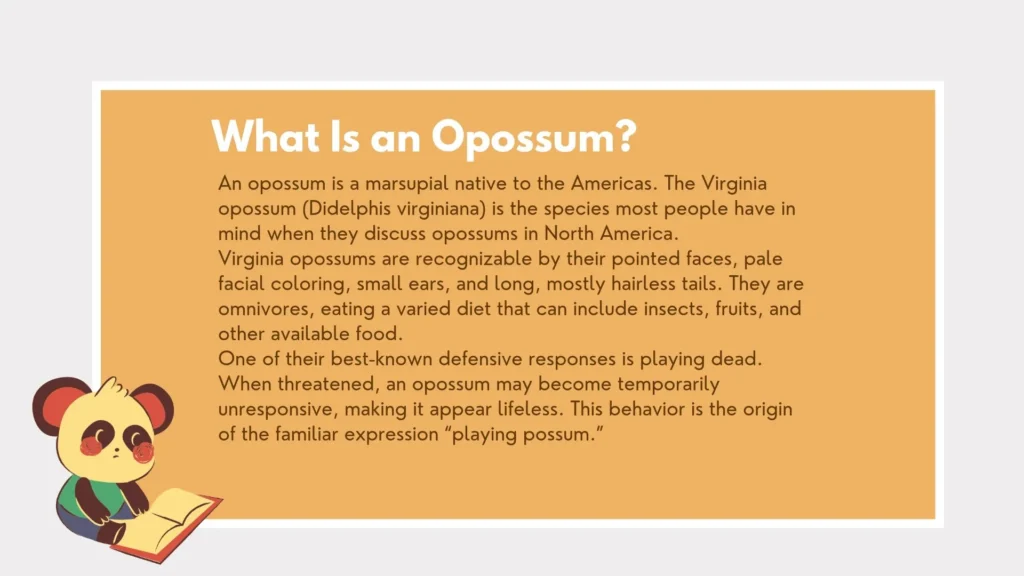 possum or opossum